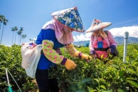 舞鶴觀光茶園採茶的人文景致